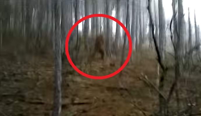 Videoposnetek snežnega človeka na Krimu, ki ga zanima internet