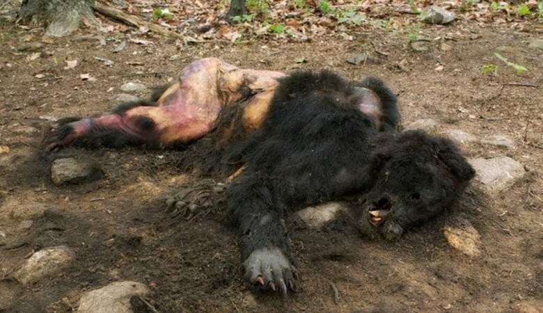 Video posnetki posmrtnih ostankov snežaka so vzburjali internet