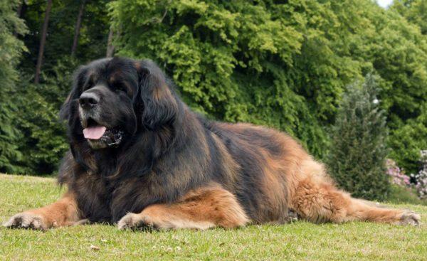 Zakaj veliki pes sanja 