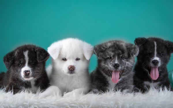 Zakaj sanjajo številni mladički 