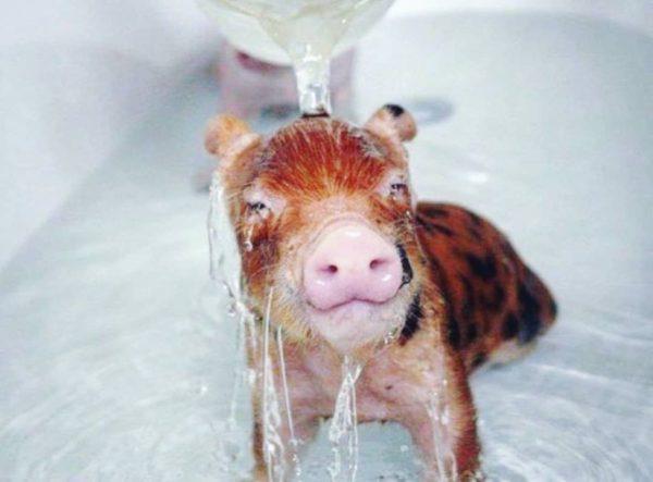 zakaj sanjajo pujski majhne in čiste 