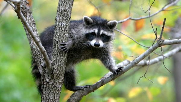  Zakaj živali sanjajo 