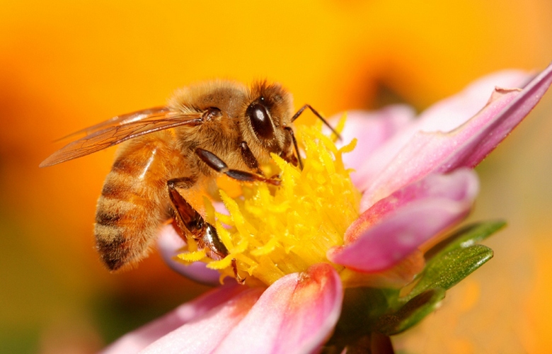 Ogrožene čebele se hitro bližajo koncu sveta.