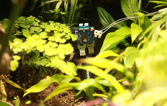 Znanstveno vzgojena praprot ustvarja električno energijo in jemlje selfije.