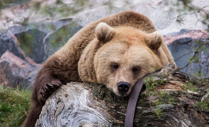 Navidezni arheologi so na Marsu našli medveda