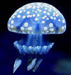Opozorilo: meduze prihajajo!