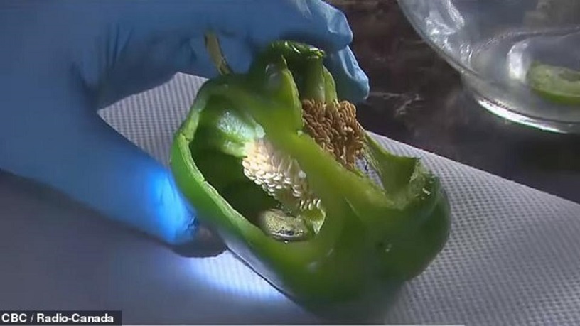 Znotraj zvončke paprike so našli živo žabo.