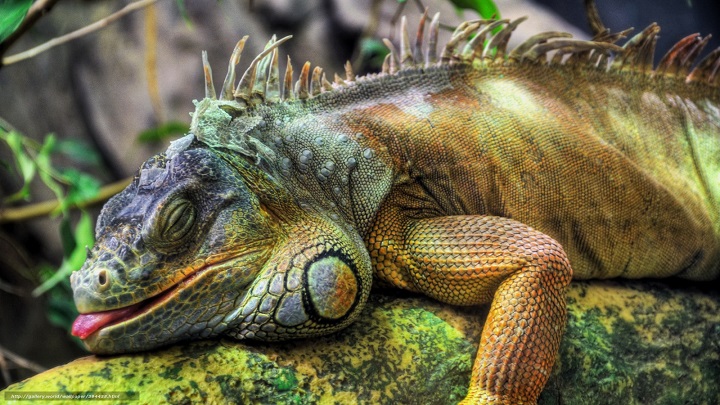 Na Floridi pričakovano