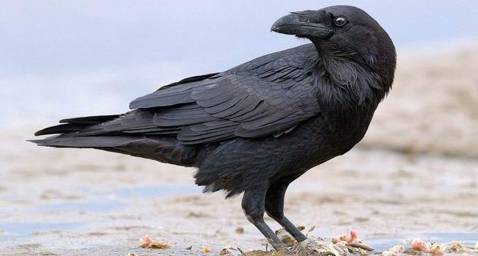 Raven je znanstvenike presenetil s poznavanjem zakona Arhimeda.