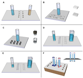 Naloge ravens. Ilustracija: Sarah Jelbert / CC-BY