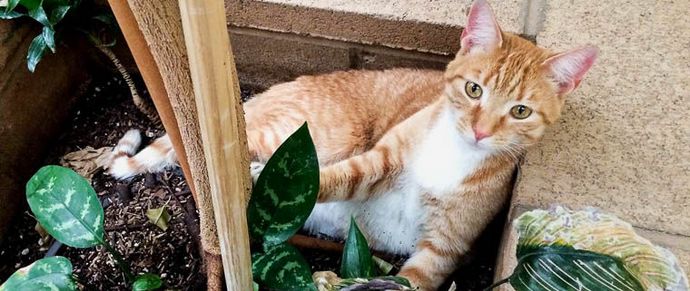 Vrnitev bludnega ... mačka