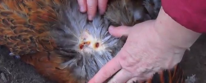 Vrnitev Chupacabra: nove žrtve na območju Voroneža