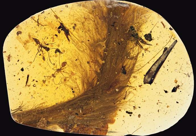 Najdeno jantarje z repom dinozavra