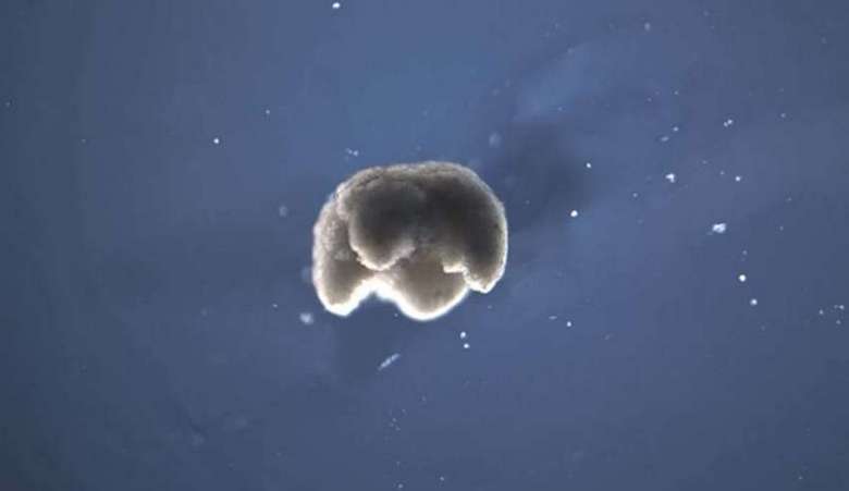 Ustvarjeni prvi živi roboti na svetu