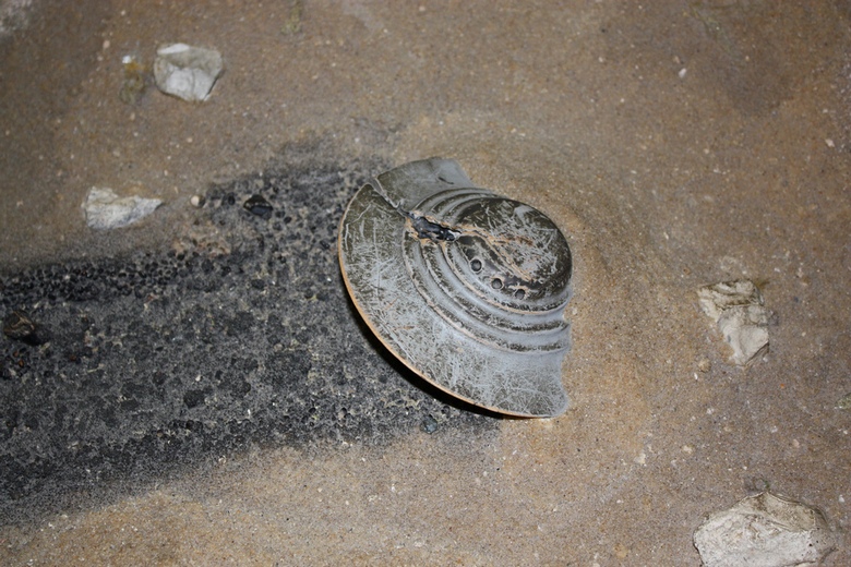 Prva kapsula o NLP-jih