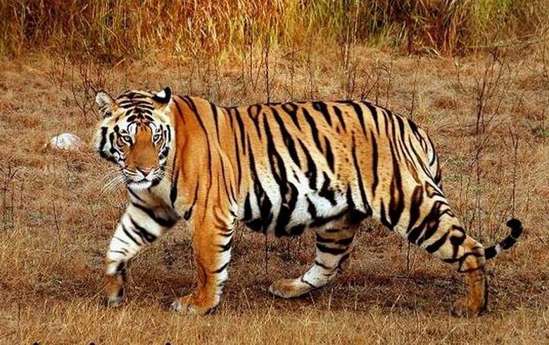 Srečanje z navadnim velikim plenilcem je veliko bolj nevarno kot s skrivnostno velikonogo