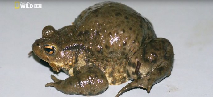 Eksplodirajoče krastače