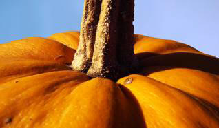 Japonski kmet je gojil pol tone buče