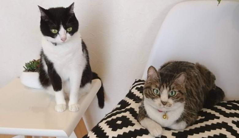 Japonski umetnik ustvarja neverjetne super realistične igrače za živali