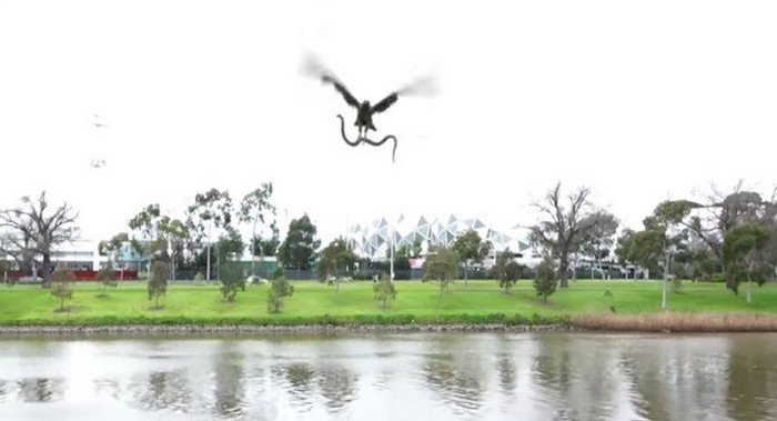 Jastreb na turiste vrže kačo