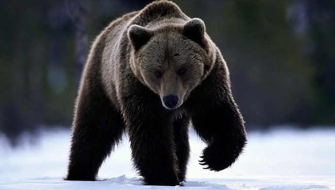 Zakaj medvedi osramočujejo grobove?