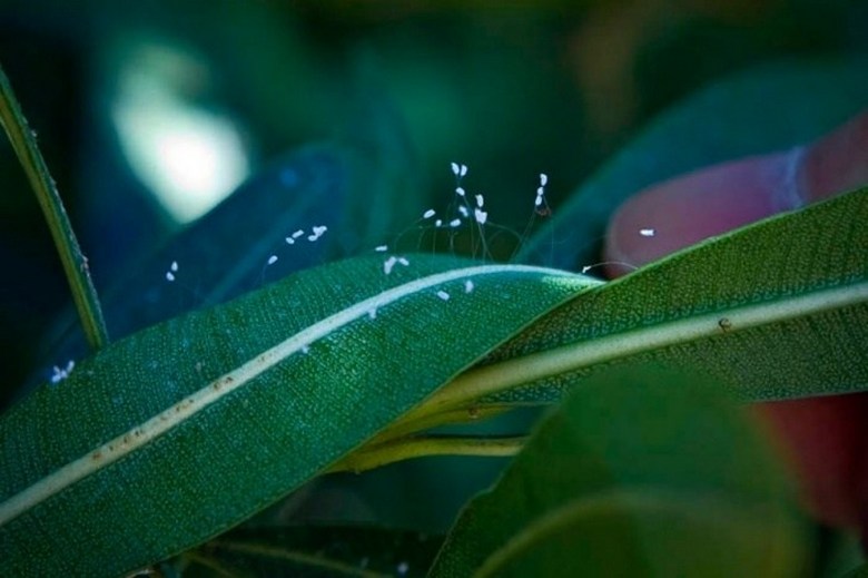 Mistični cvetovi Udumbare so zacveteli - prihaja čas globalnih sprememb