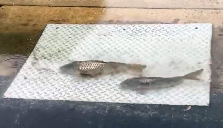 Skrivnostne ribe so plavale tik ob cesti.