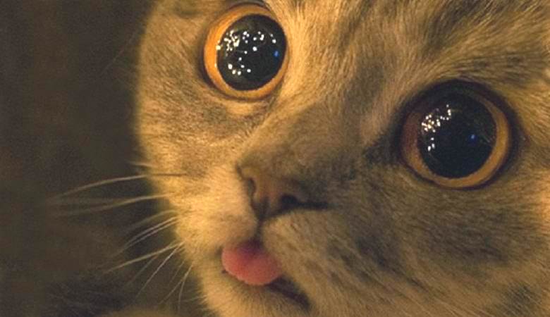 Skrivnostno sijoče kroglice v kleti so zanimale mačko.