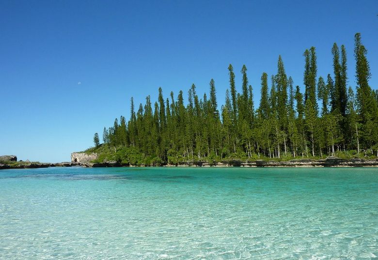 Skrivnostni kuharski bor