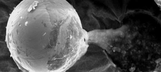 Skrivnostni predmet, odkrit na raziskovalni sondi