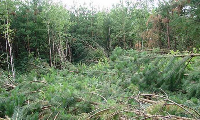 Skrivnostno padanje dreves