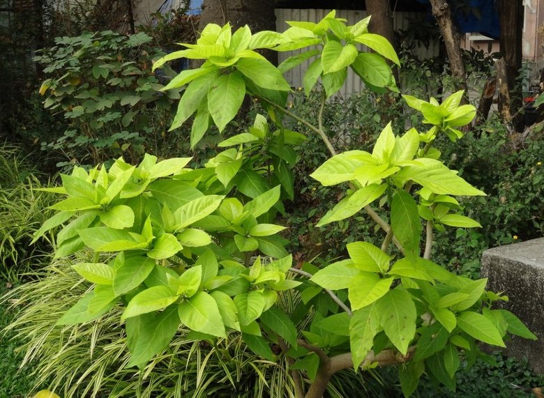 Skrivnostno drevo, ki ubija ptice kar tako.