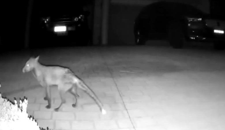 Skrivnostno bitje se je postavilo na nadzorno kamero