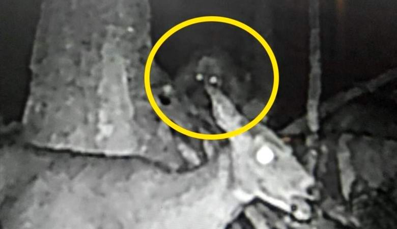 Skrivnostno bitje s svetlečimi očmi je padlo na kamero v gozdu