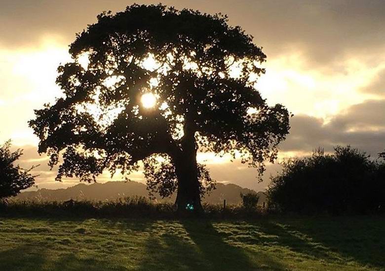 Skrivnostni sijaj se je pojavil na ozadju visečega elma