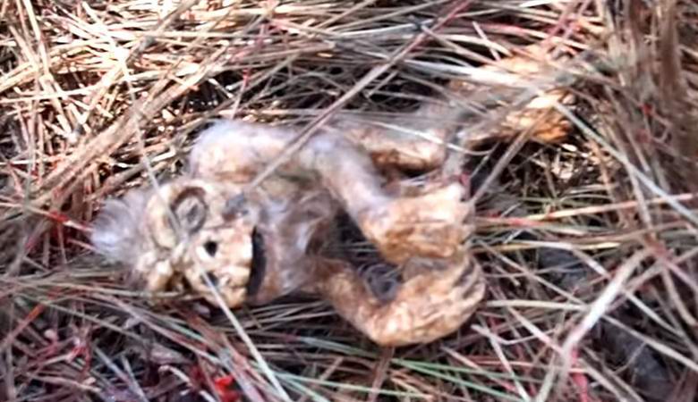 Zarodek snežaka so našli v gozdu