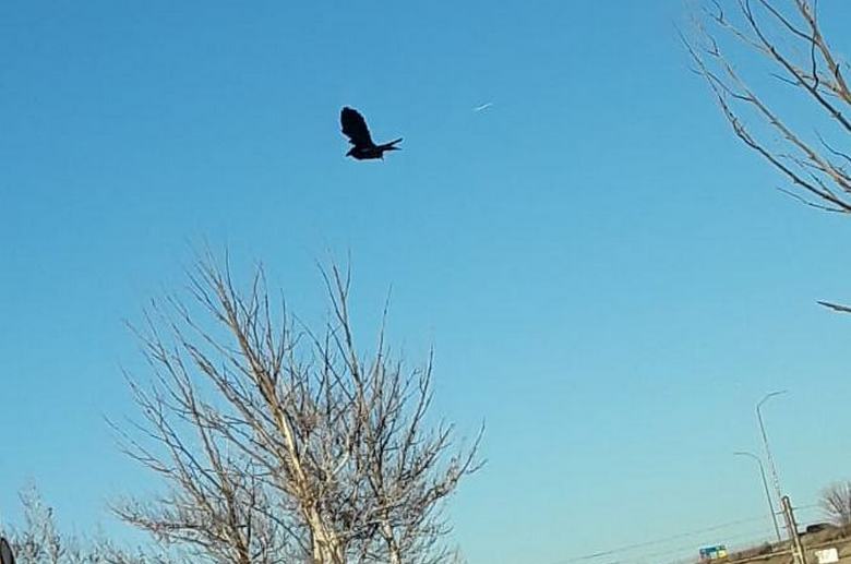 Ptica, zamrznjena na nebu: težava v matrici ali samo ponaredek?