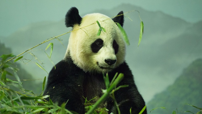 Zemlja - na robu globalnega izumrtja živih bitij