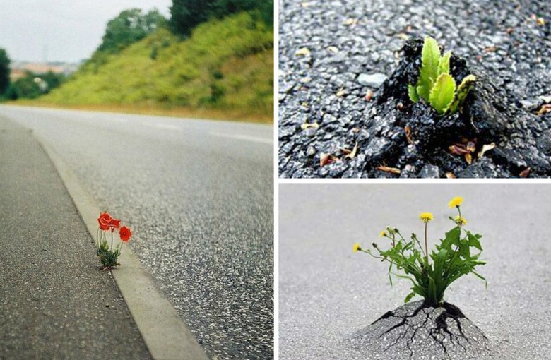 Žeja po življenju kot manifestacija velike moči narave.