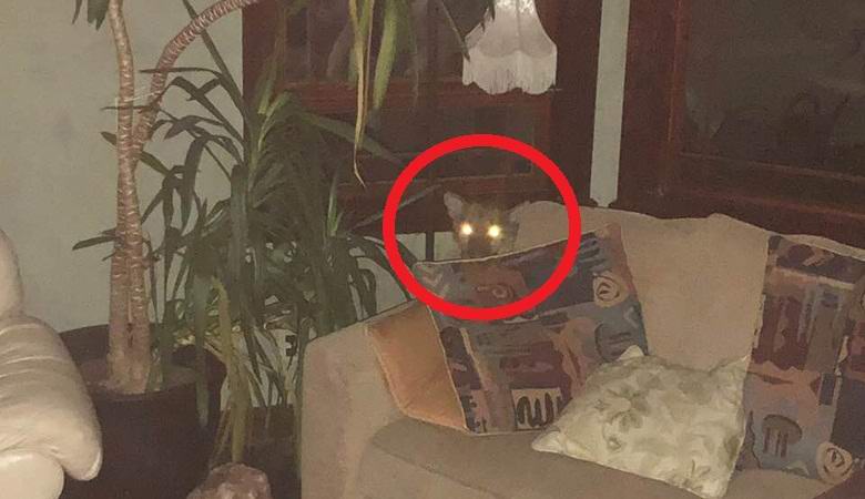 Žena trdi, da je telepatsko odpeljala divjega puma iz njene hiše.