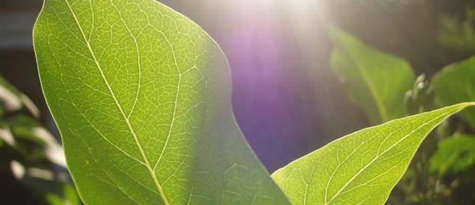 "Tekoče sonce" - kaj je to?