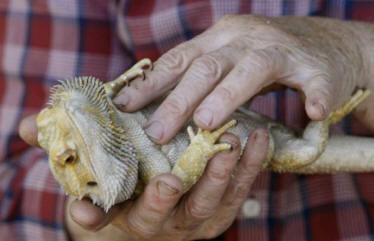 Prebivalka Oregona je oživila kuščar in ji dala masažo srca.