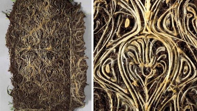 Žive slike in potem živa knjiga