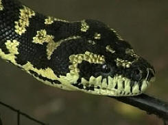 Kače so napadle zgradbo ameriškega sodišča