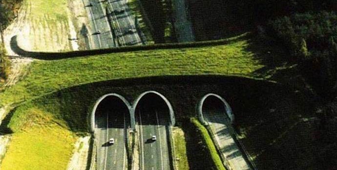 Ali veste o živalskih mostovih?